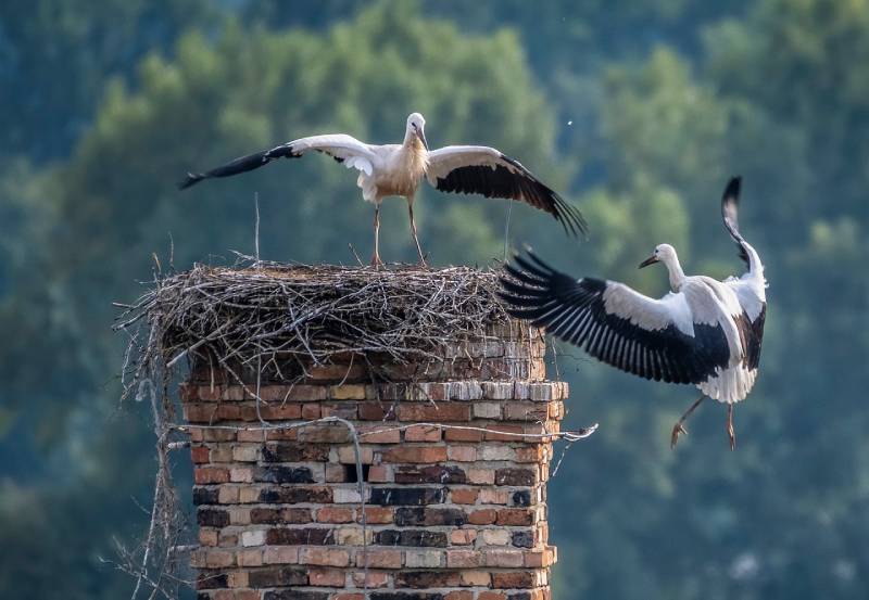 Expert Chimney Animal Removal in Somerville, MA Professional Chimney Animal Removal Services in Somerville, Massachusetts