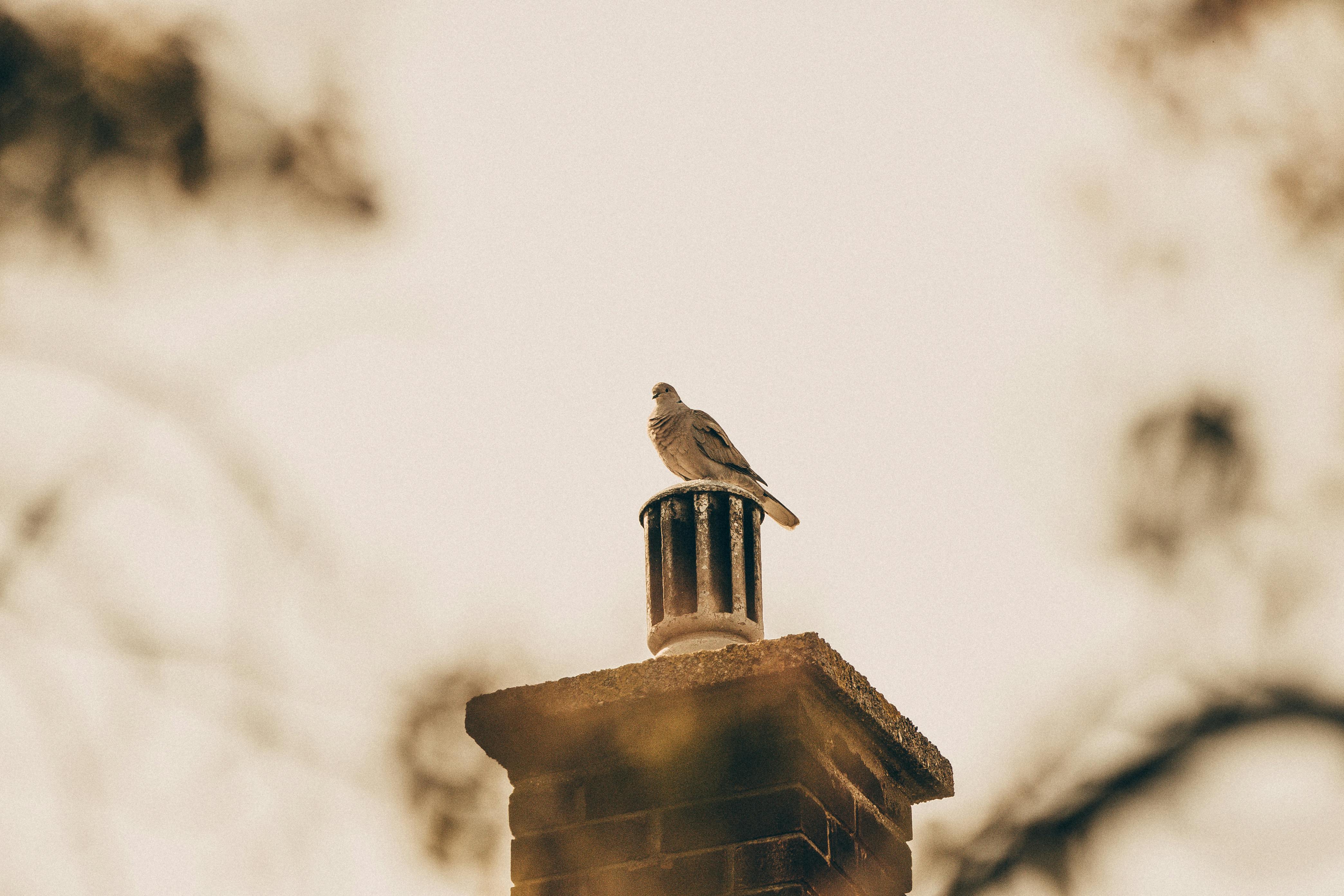 Professional Chimney Cap Installation Services in Somerville, MA Expert Chimney Cap Installation in Somerville, Massachusetts